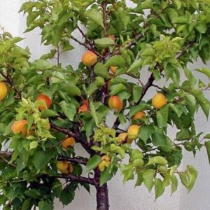 Mini marhuľa stĺpovitá (Prunus armeniaca) ´APRIGOLD´ - stredne skorá, 70-100 cm, obvod kmeňa: 8/10 cm, kont.C10L